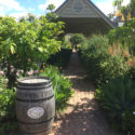 Hunter Valley Wine Tours Pepper Tree