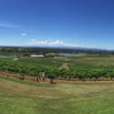 Hunter Valley Wine Tours Scenic Winery