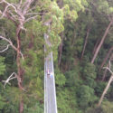 Southern Highlands Tours Illawarra Fly Treetop