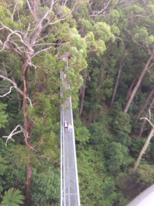 Southern Highlands Tours Illawarra Fly Treetop
